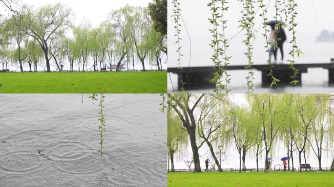 西湖三月雨天柳树空镜