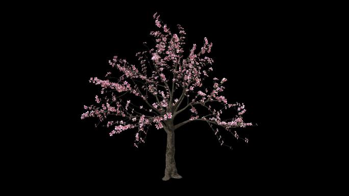 桃花树-带透明通道