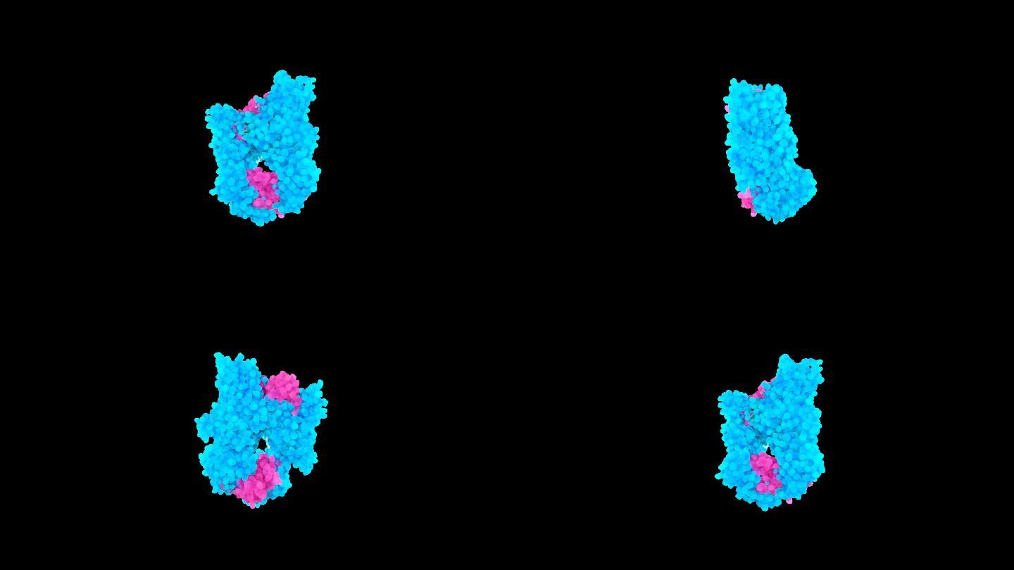 生物活性因子生物多肽细胞