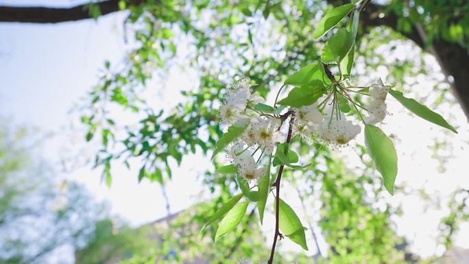 春日梨花实拍