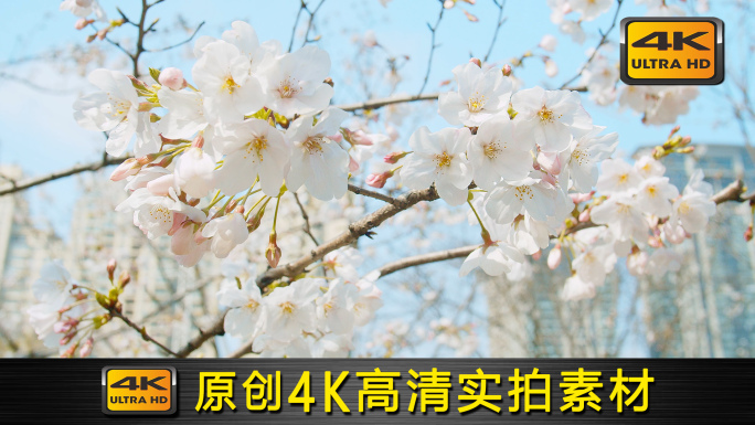 4K浪漫樱花广告画质春天