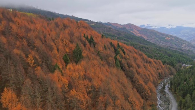 秋天大山上的满山黄叶航拍