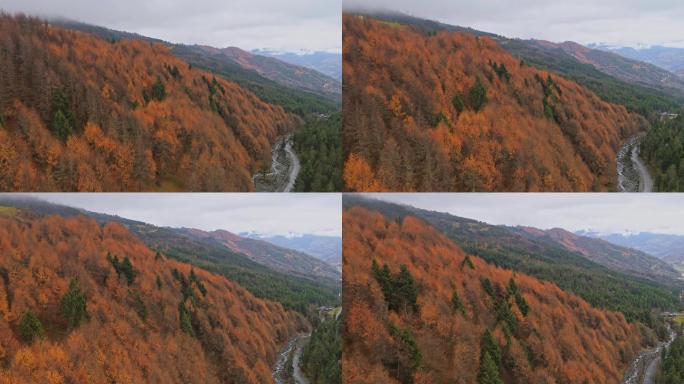 秋天大山上的满山黄叶航拍