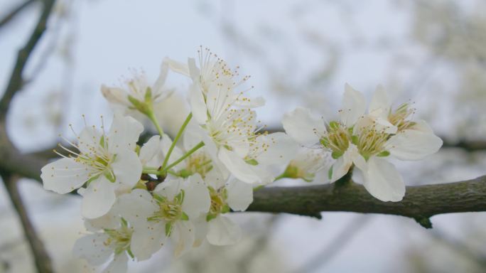 李子花花朵开花果园李子园