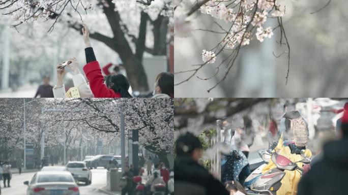 【4K】2021樱花树下城市生活