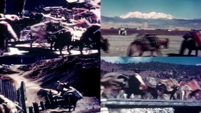 50年代西藏驼帮马队运输物资