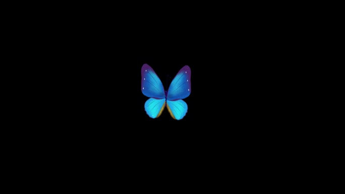 蝴蝶-无缝循环透明通道