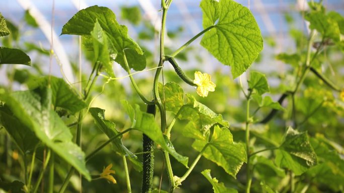 大棚蔬菜黄瓜西红柿生菜