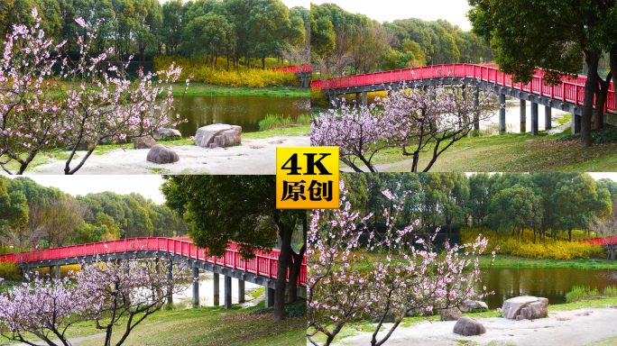 4K原创)公园河边的桃花与草坪