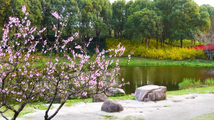 4K原创)公园河边的桃花与草坪