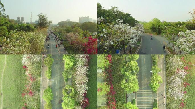 4K城市公园踏青赏花人群航拍