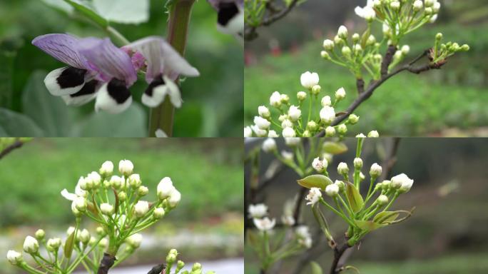 梨花  胡豆花   花蕊