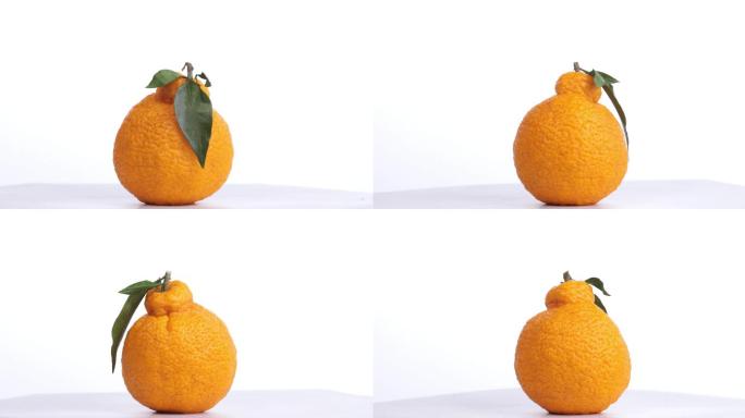 【正版素材】丑柑白背景变焦丑柑白背景旋转