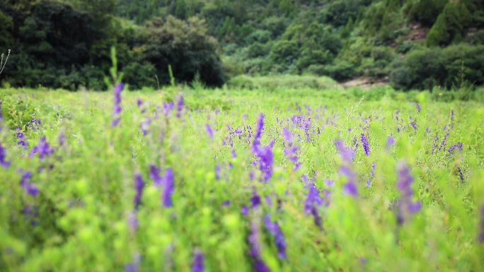 黄芩药材