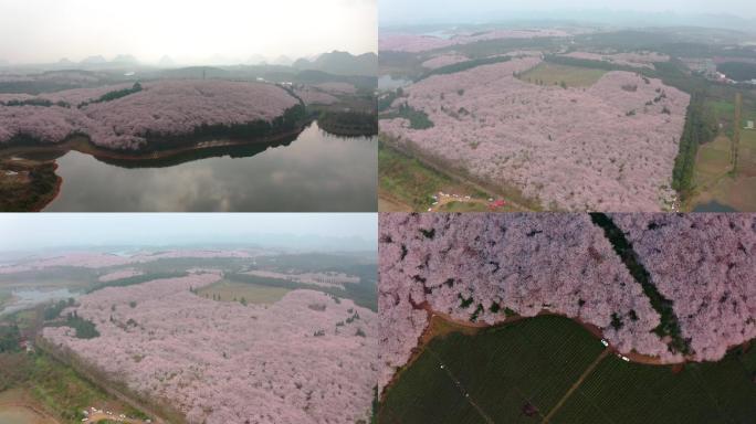 贵阳樱花