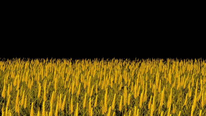金色麦子-无缝循环带透明通道