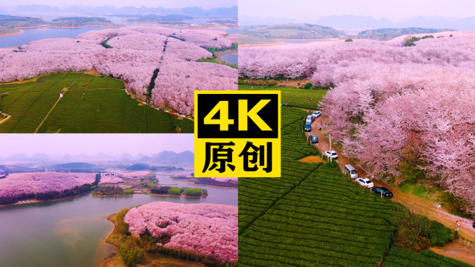 4K航拍贵州平坝万亩樱花园