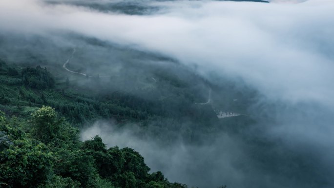 茶园早晨雾景延时