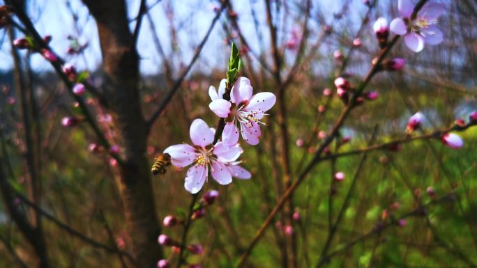 春天到了-樱花上的蜜蜂