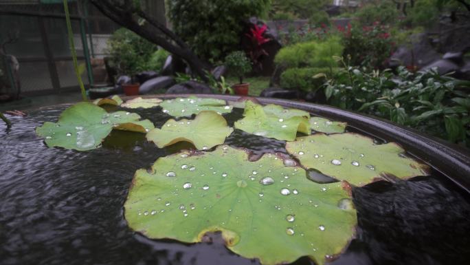 雨打在荷叶上