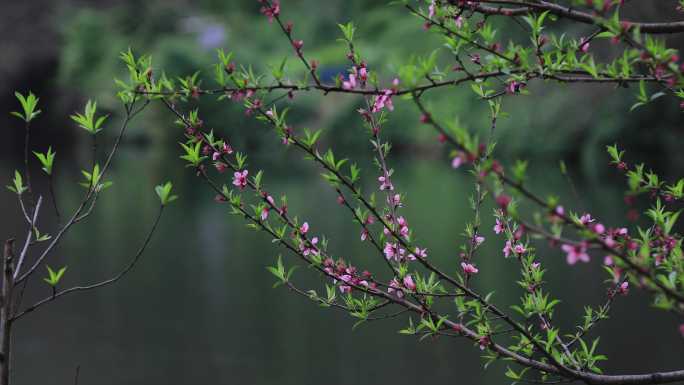 湖边桃花盛开