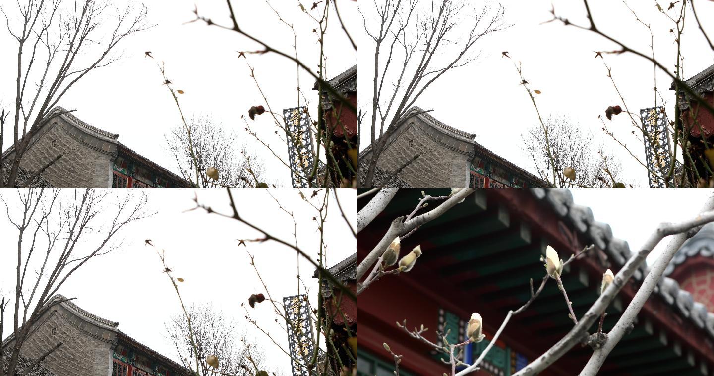 4K高墙实拍琉璃厂老北京古色古香鸽子飞过