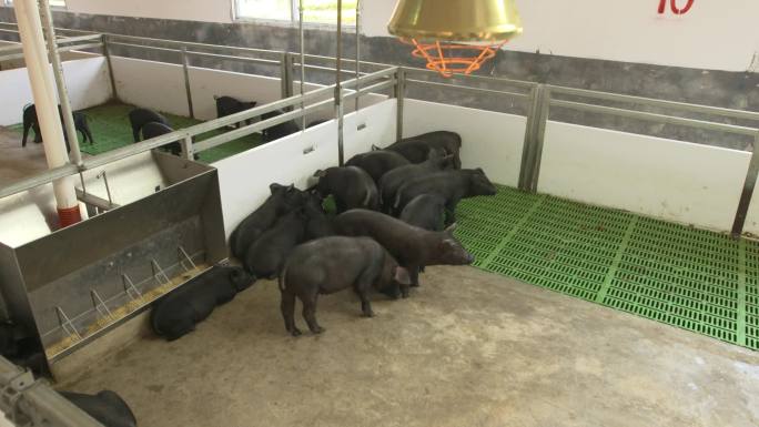黑猪小猪乳猪现代化工厂健康绿色饲养养殖