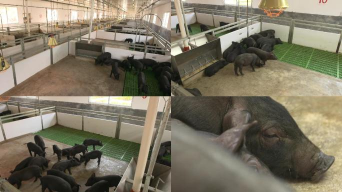 黑猪小猪乳猪现代化工厂健康绿色饲养养殖