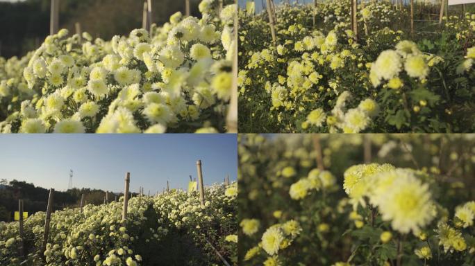 黄山贡菊特写菊花种植贡菊