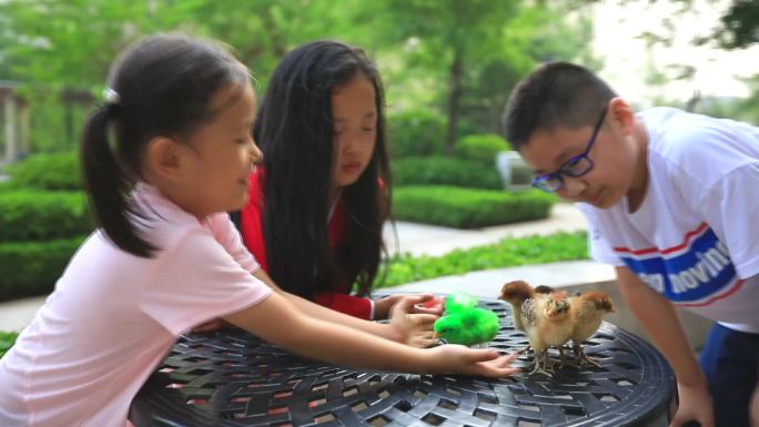 小鸡小鸡仔养小鸡小孩玩小鸡宠物