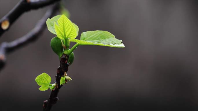 春天发芽的无花果