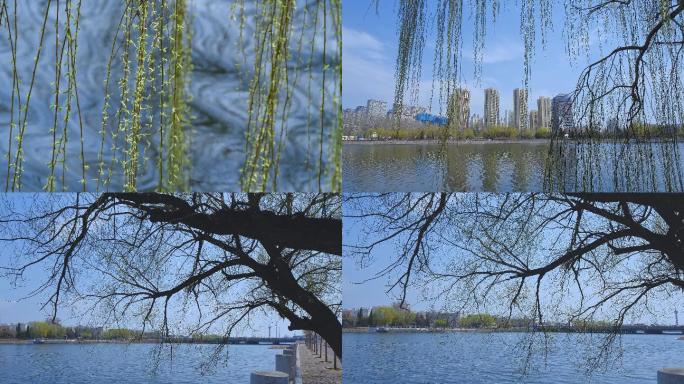 春天的柳树绿了4K实拍