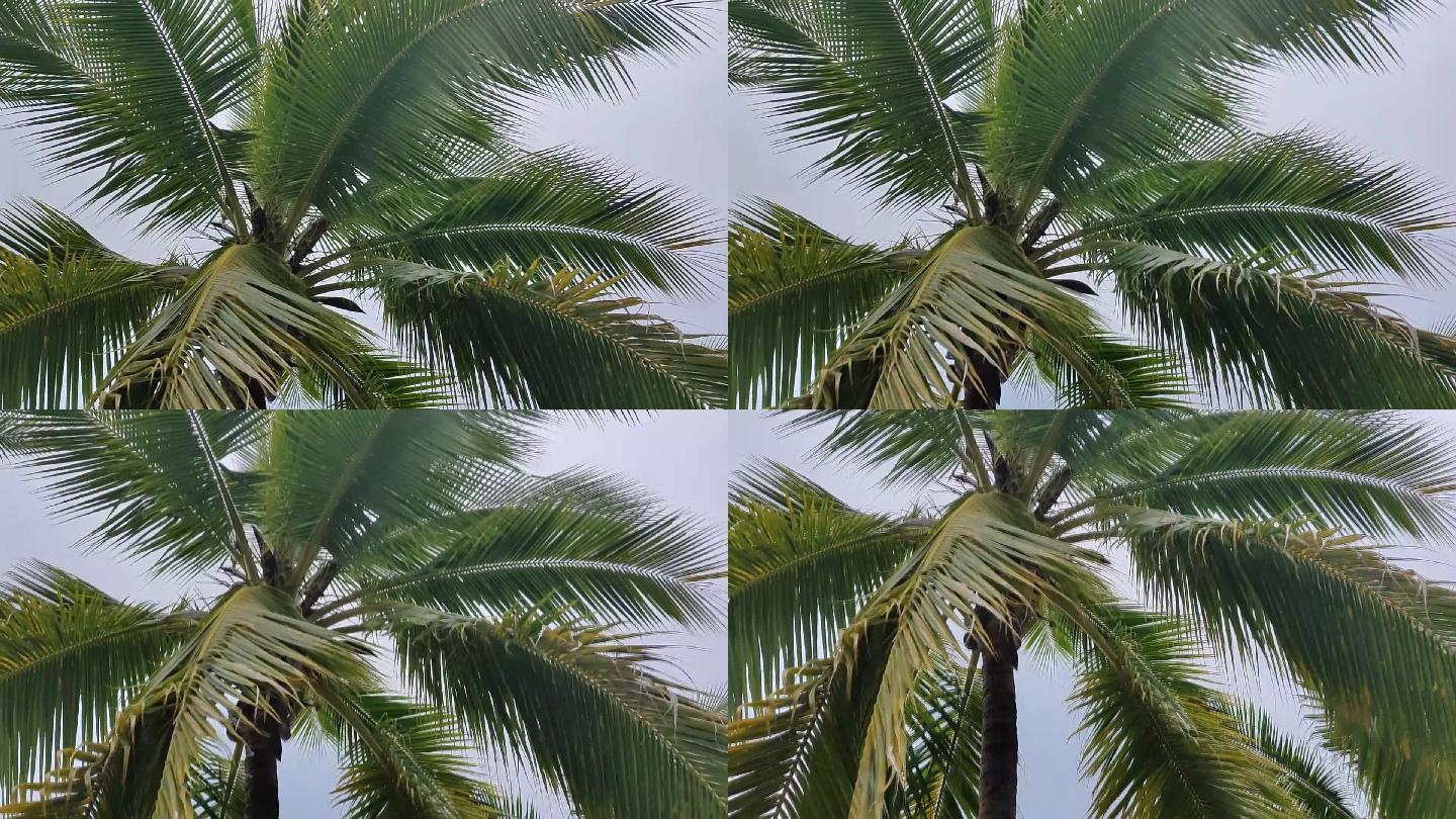 自然风光三亚椰子树海边沙滩