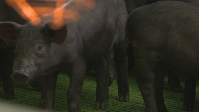 黑猪乳猪小猪拍摄