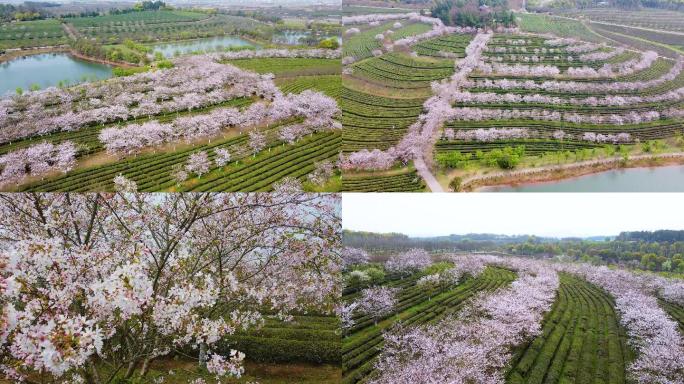 黄马凤凰沟樱花谷