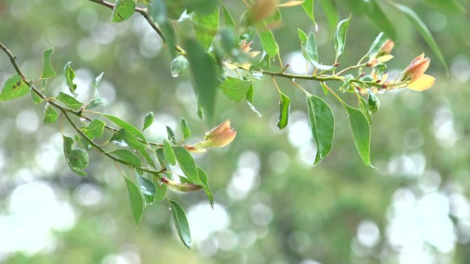 雨中树叶各种空镜头