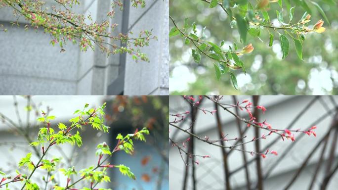 雨中树叶各种空镜头