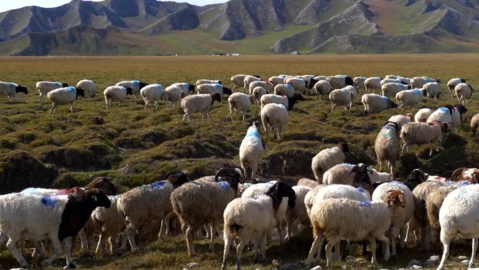 新疆的黑头羊
