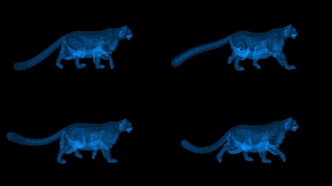 全息投影豹子行走01