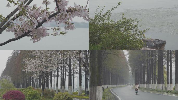 4k武汉东湖生态雨景合集
