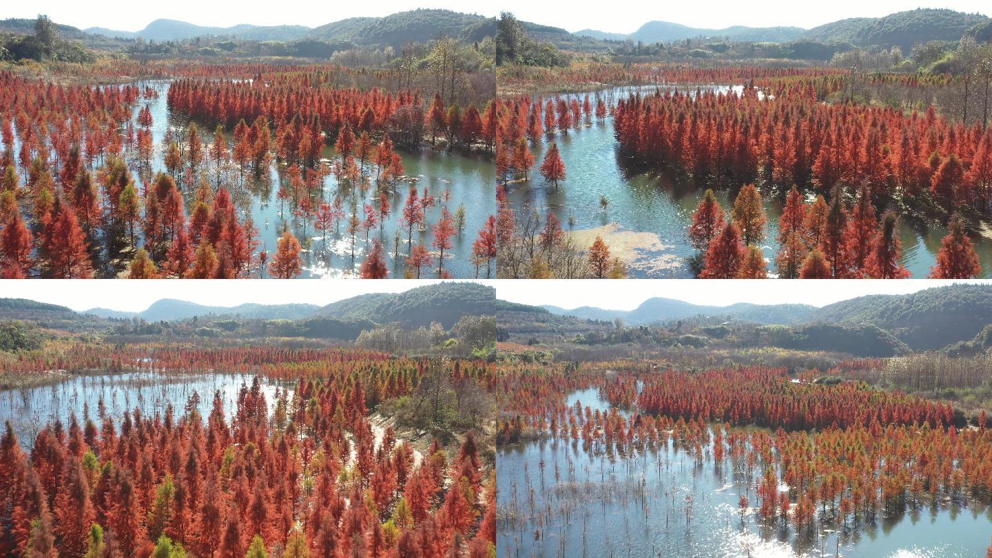 水杉林湿地素材