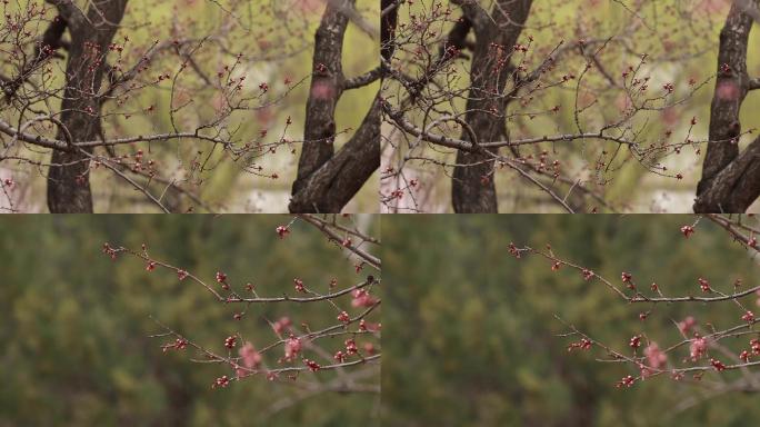 春天桃花，,花苞，花园美景，北方初春