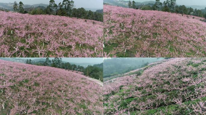 4K航拍原始桃花01