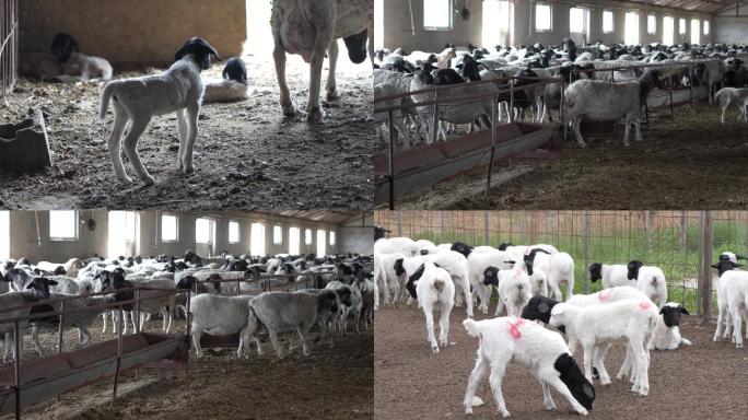 黑色头的羊羊养殖羊棚羊群小羊羔