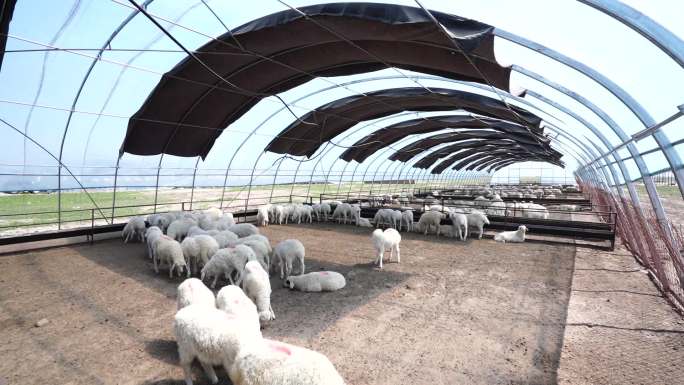 产业化养羊畜牧牲畜羊棚羊特写