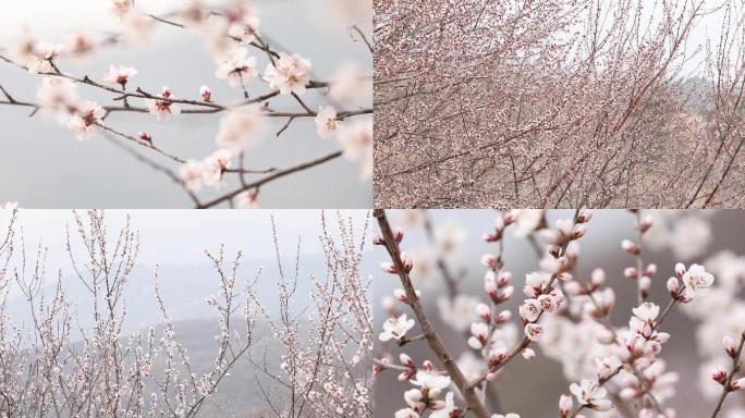 大山春天，花朵，唯美初春，花镜北京