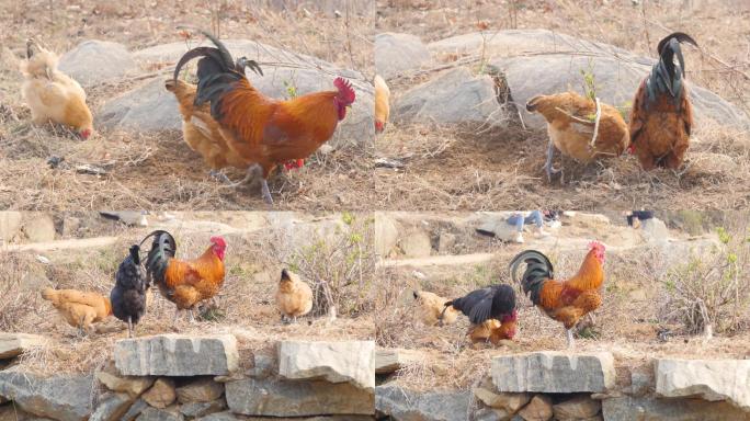 4K田野里的公鸡母鸡在一起，农村散养鸡