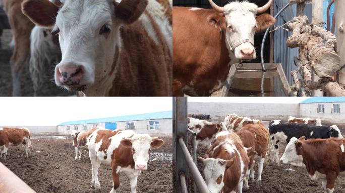 牛棚老牛牲畜畜牧产业化养牛