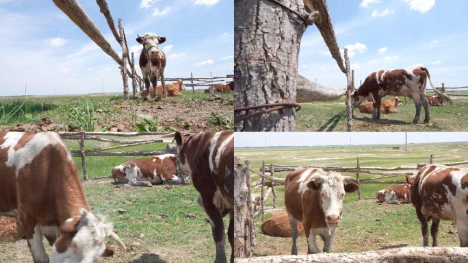草地老牛老牛在围栏里养牛放牛