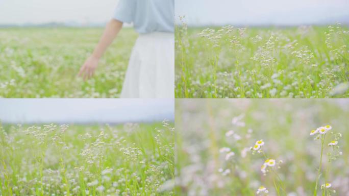 4k女生手拂过小雏菊野花太阳花